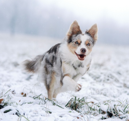 Thing To Do Pet Friendly